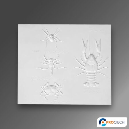Epeira, scorpione giallo, granchio, gambero