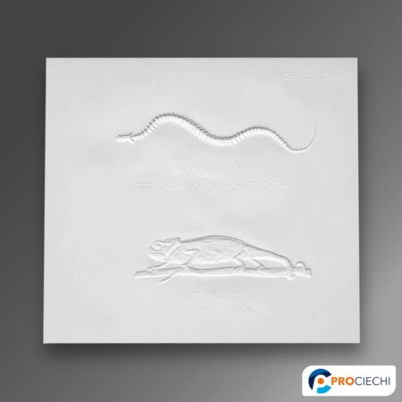 Scheletro di serpente e il camaleonte