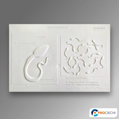 Spermatozoi